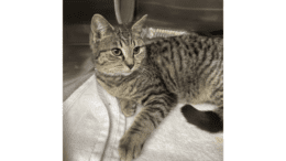 A tabby cat laying down inside a cage with one arm extended