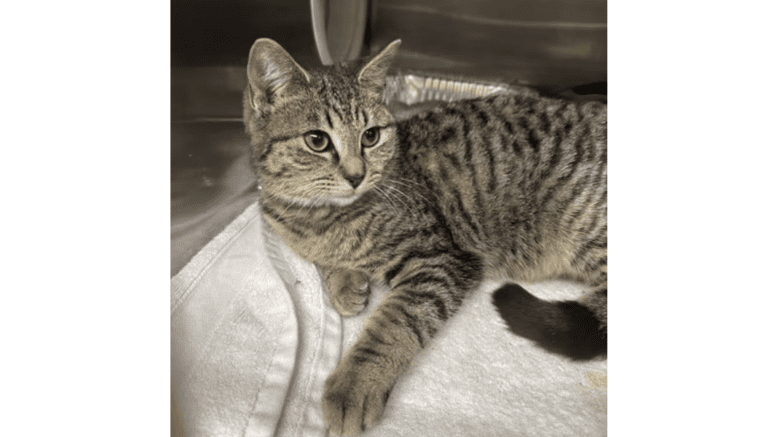 A tabby cat laying down inside a cage with one arm extended