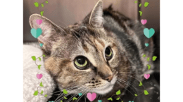 A tabby/calico cat inside a cage, looking outside