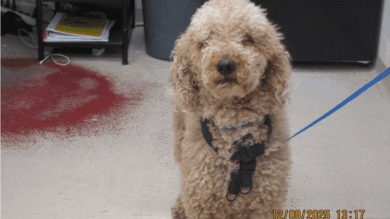 A tan labradoodle with a blue leash