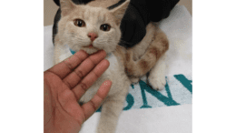 A beige/white kitten held by someone on a table