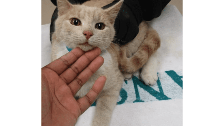 A beige/white kitten held by someone on a table