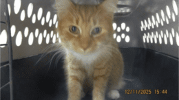 A ginger tabby/white cat sitting inside a cage