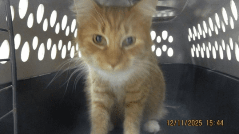 A ginger tabby/white cat sitting inside a cage