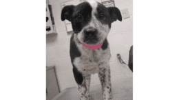 A black/white Siberian husky with a pink leash, standing on a table