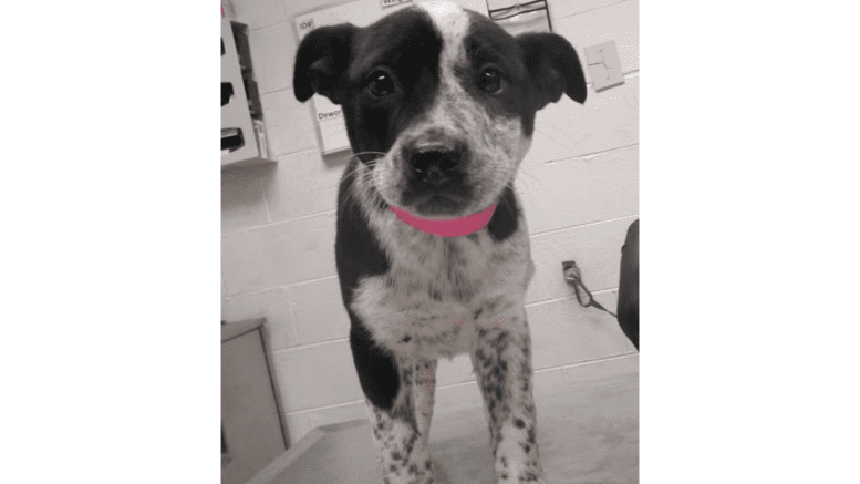 A black/white Siberian husky with a pink leash, standing on a table