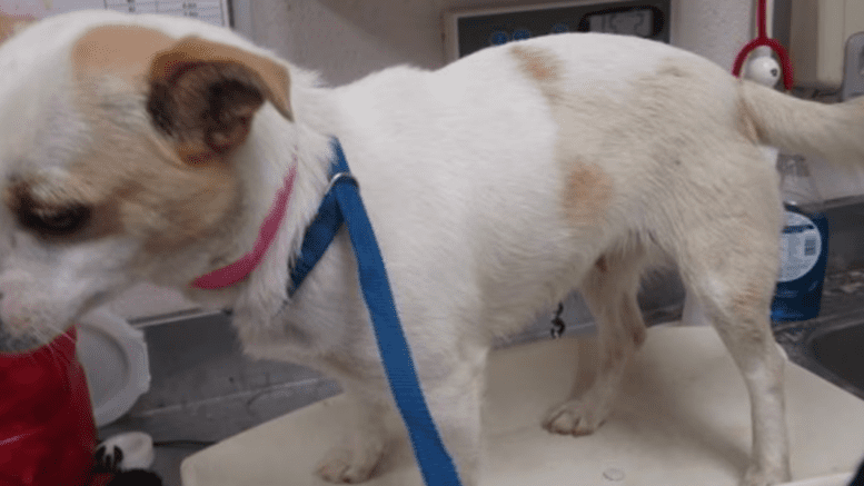 A tan/white Jack Russell terrier standing on a white table