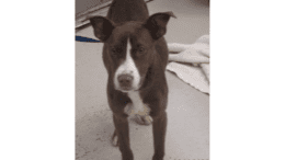 A brown/white American pit bull terrier looking angry