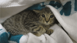 A brown tabby kitten snuggled on a cloth, looking scared