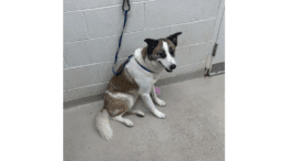A brown/white Siberian shepherd sitting on the corner