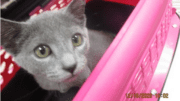 A grey kitten inside a pink cage