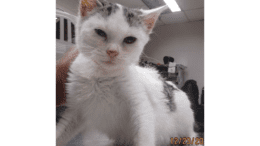 A white/tabby kitten looking angry