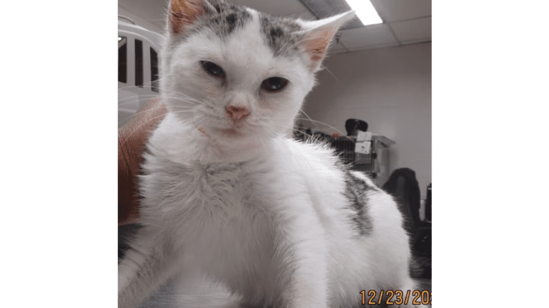 A white/tabby kitten looking angry