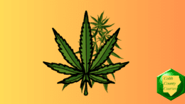 A marijuana leave in front of a cluster of plants
