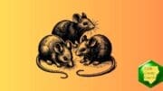 Three rats milling around