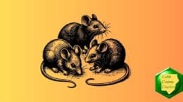 Three rats milling around