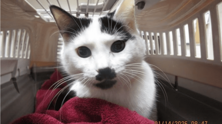 A black/white cat inside a cage with a red cloth