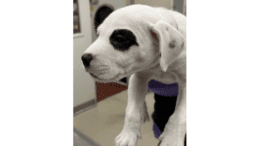 A black/white American pit bull terrier held by someone behind