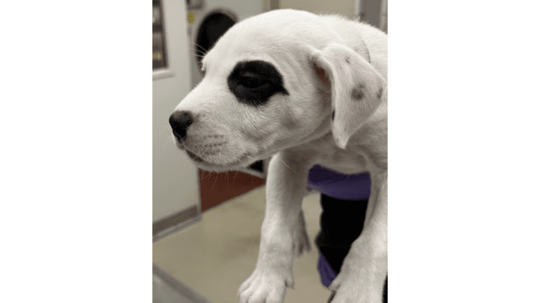 A black/white American pit bull terrier held by someone behind