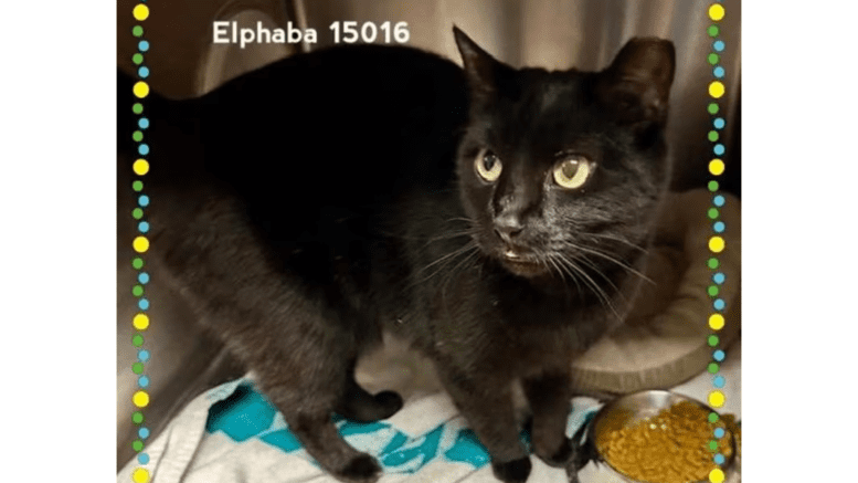 A black cat standing inside a cage