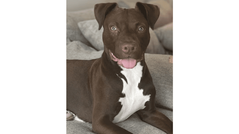 A brown/white American pit bull terrier sitting on a grey couch