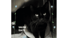 A black cat sitting inside a cage, looking at the camera