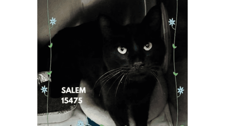 A black cat sitting inside a cage, looking at the camera