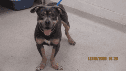 A tri-color/white American pit bull terrier looking happy with tongue's out