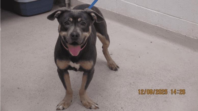 A tri-color/white American pit bull terrier looking happy with tongue's out
