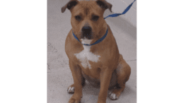 A tan American pit bull terrier sitting with a blue leash