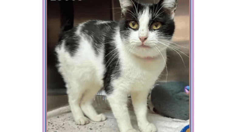A black/white cat standing inside a cage