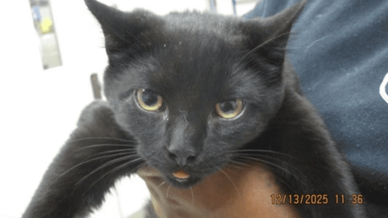 A black cat held by someone behind