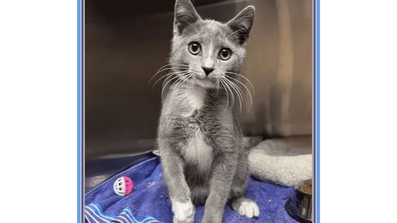 A grey/white kitten sitting on a blue cloth inside a cage