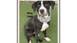 A black/white hound with a blue scarf, sitting on a grass