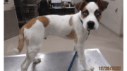 A white/brown hound standing on a metal table