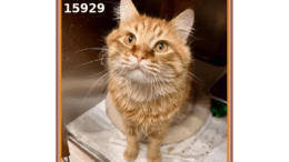An orange tabby cat sitting inside a cage