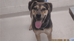 A brown/black shepherd looking happy with tongue's out