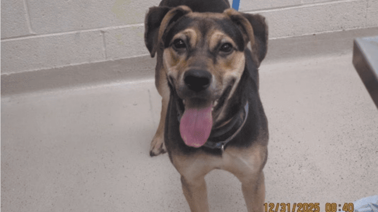 A brown/black shepherd looking happy with tongue's out