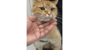 An orange tabby cat with someone's hand in front of it