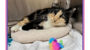 A calico cat snuggled on a pet pillow