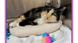 A calico cat snuggled on a pet pillow