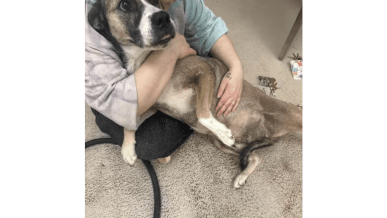 A tri-color shepherd held by someone