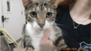 A tabby/calico cat held by someone