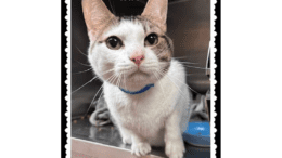 A brown tabby/white cat inside a cage, looking outside