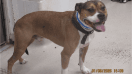 A tri-color American pit bull terrier with tongue's out