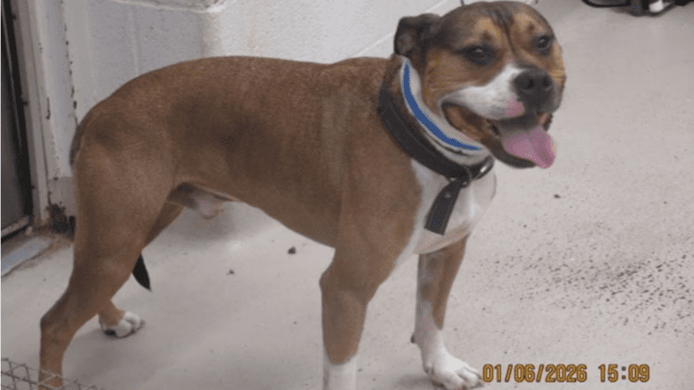 A tri-color American pit bull terrier with tongue's out
