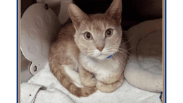 A beige/white cat loafed inside a cage with blue collar