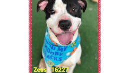 A white/black American pit bull terrier with a blue scarf, looking happy