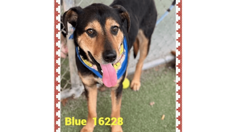 A black/tan hound standing with tongue's out