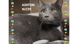 A grey cat loafed inside a cage